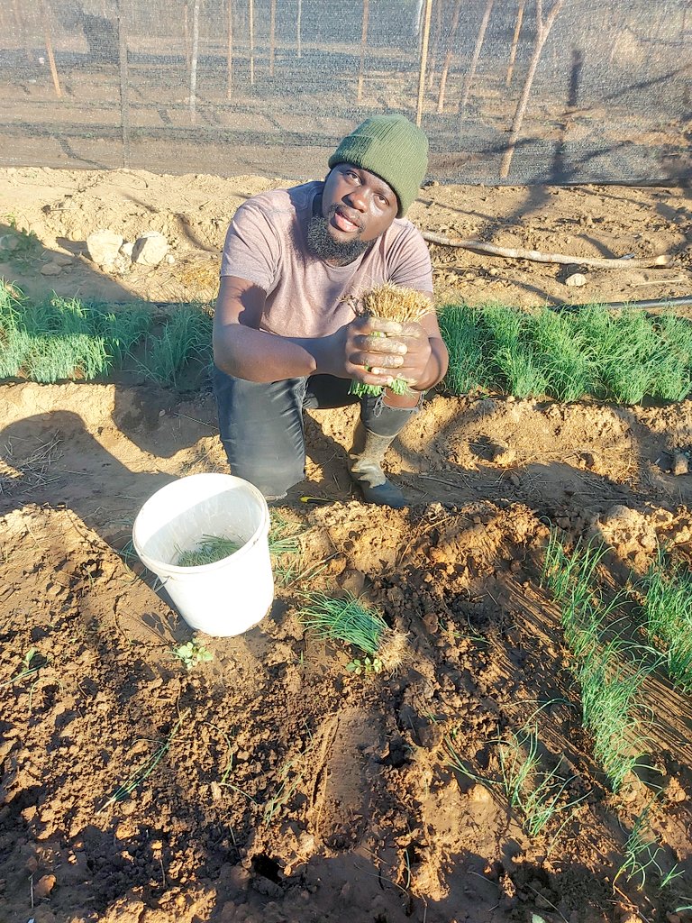 Where dirt meets hard work, dreams come to❤🙌🇿🇲🚜👨‍🌾🧅 
Good morning from the zed Agronomist 🇿🇲🚜 
Have a productive week everybody!!!
#AgricultureFarming