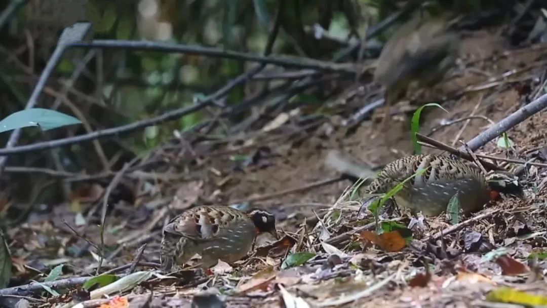 HainanToday's tweet photo. Five #Hainan #Partridges were recently spotted in the #Wuzhishan Area, #Hainan Tropical Rainforest National Park. Classified as a National Class I protected species in China, the Hainan Partridge boasts silky orange-red feathers on the upper chest.
#nature #animal #bird https://t.co/4Ri9TaW4DF