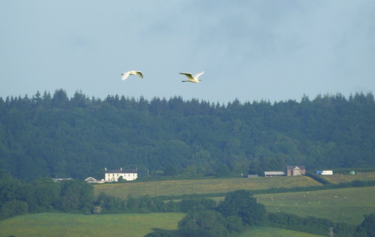 From Splatt Bridge early am 2 Great White Egrets, 1 Little Egret, 6+ Redshanks, a pair of Oystercatchers, male Cuckoo, female heard bubbling, 12 Long-tailed Tits & 2 Swifts. #GlosBirds