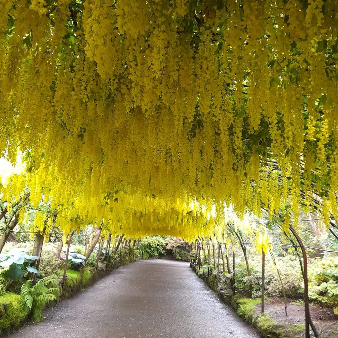 Bodnant Garden In Snowdonia. Bought at auction by industrialist Henry Davis Pochin & his wife in 1874. Gifted to the National Trust in 1948, by Henry McLaren, 2nd Lord Aberconway. 1000s visit to see the Garden, especially the Laburnum Arch, which flowers in late May-early June.
