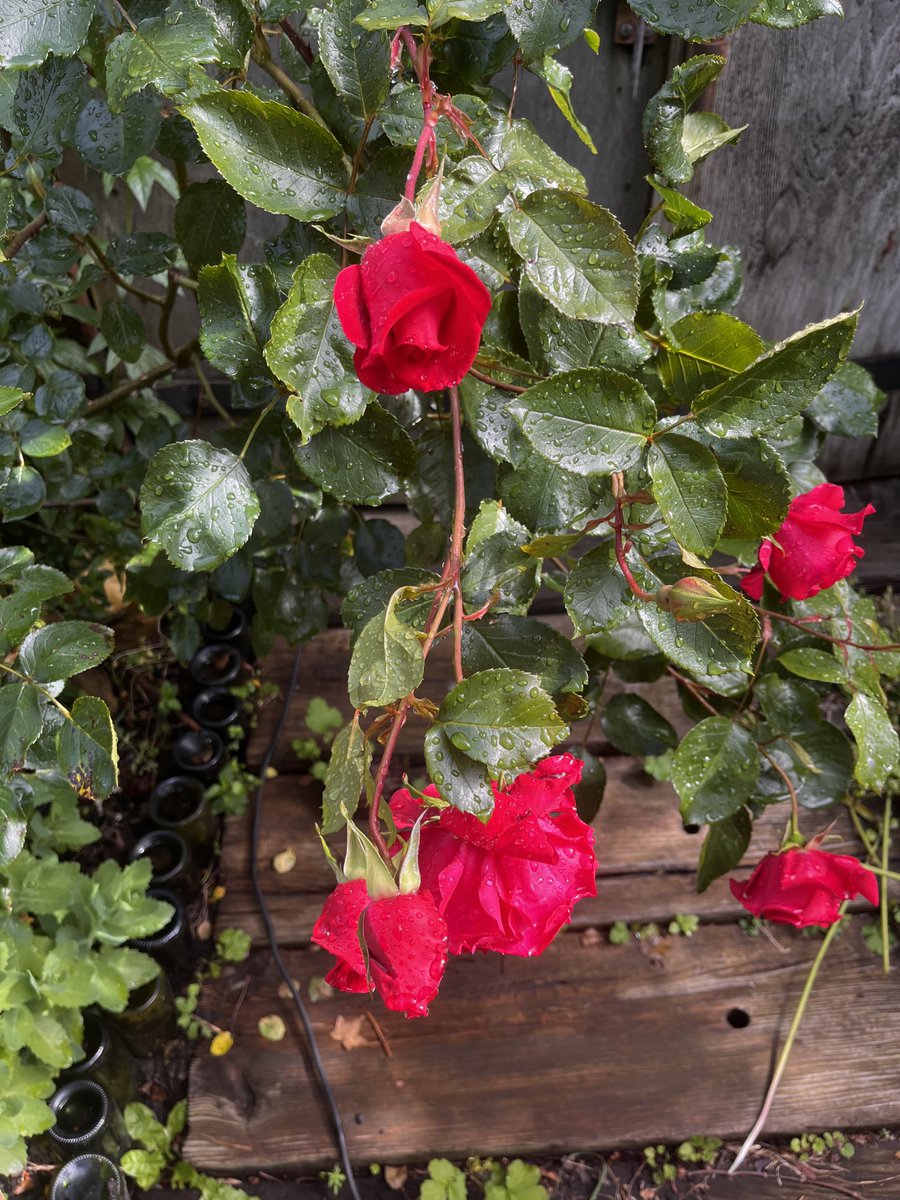 Garden beauty