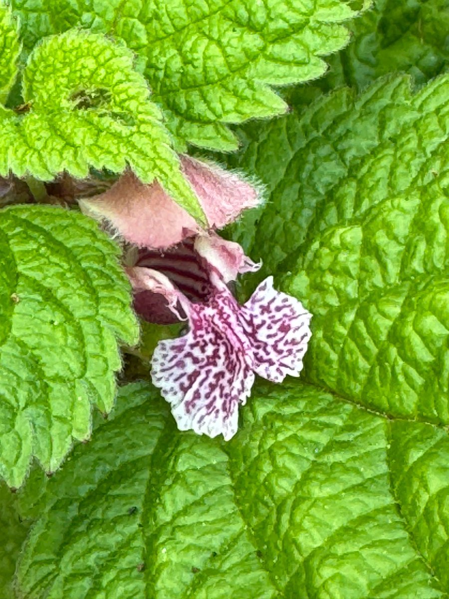Lamium orvala, the balm-leaved red deadnettle, on our Cotswold project. I think the flowers could put a few orchids to shame.

It likes a spot in shade and soil that drains well but doesn't dry out. Try it for ground cover or planting under shrubs or roses. 

#gardening