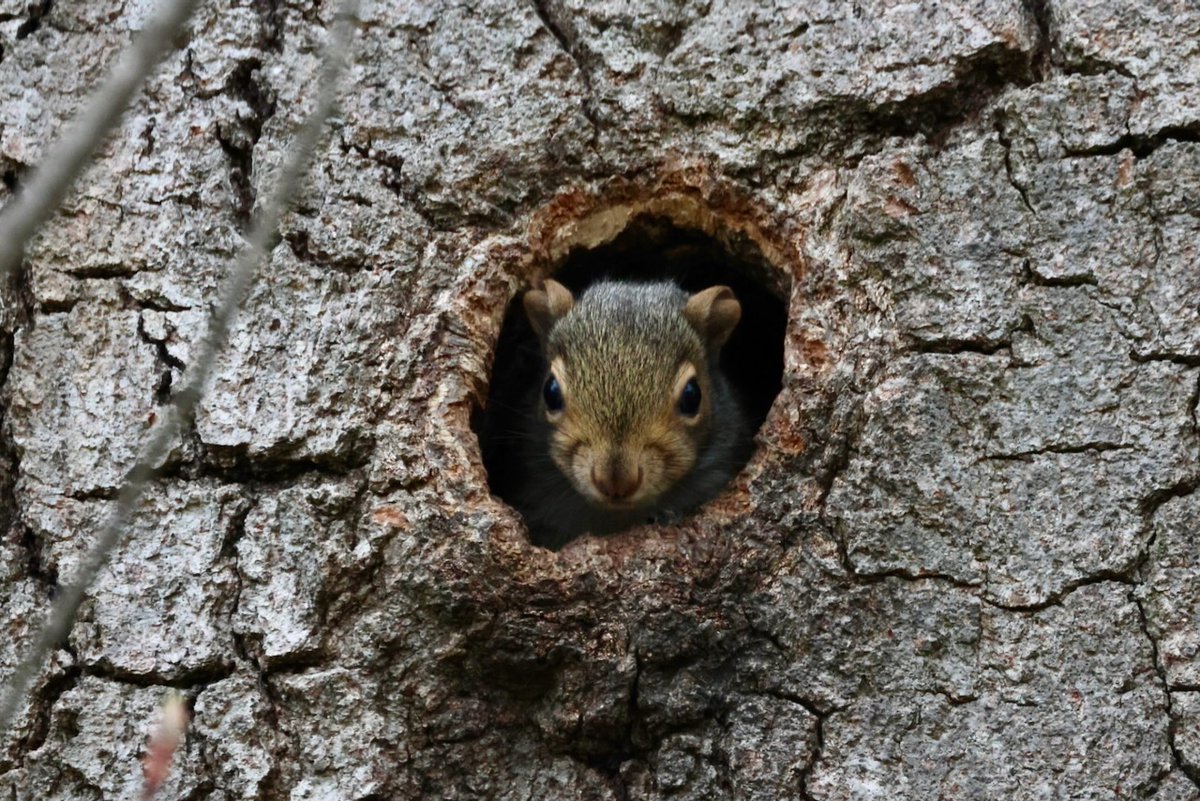 It's going to be a great week for nut gathering!

When the week starts on #Sciuridae, don't be afraid to emerge from the safety of your nest. There's a bit world out there to explore.

Every day is #Sciuridae!

#fightlikeasquirrel #SquirrelStrong 🐿️💪#SaveGreySquirrelUK #squirrel
