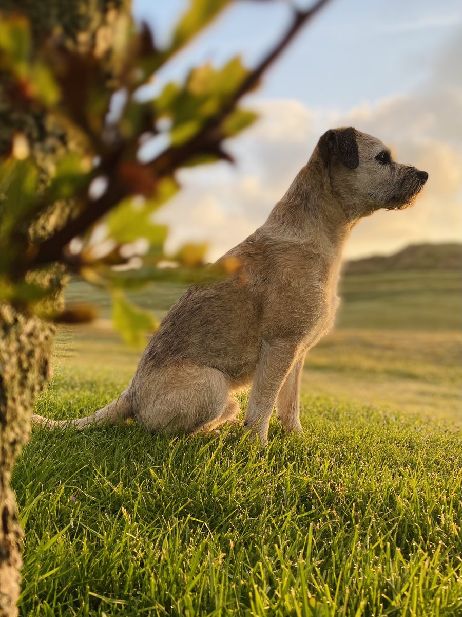 The gathering of Border Terriers - is up there, right at the top of what I consider so very special. Loving all photos from #clumbertweetup … so today’s #Jackaday (from this day 2021) is purely to acknowledgement these wonderful dogs (& their humans!) #btposse