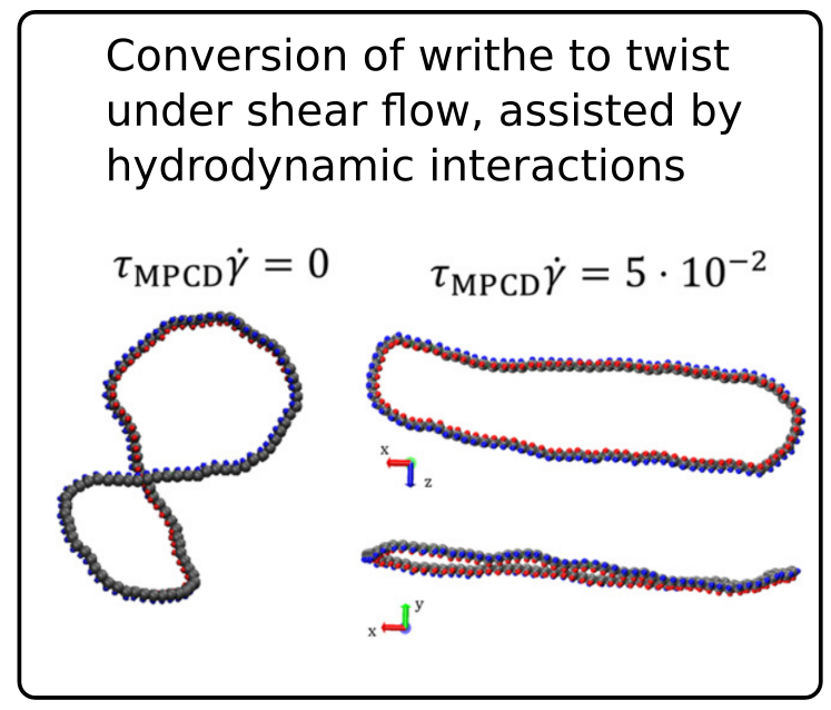 Ring polymer + supercoiling + shear flow + hydrodynamic interactions = our new paper! Published now in @nanoscale_rsc @univienna @stem_univie pubs.rsc.org/en/content/art…