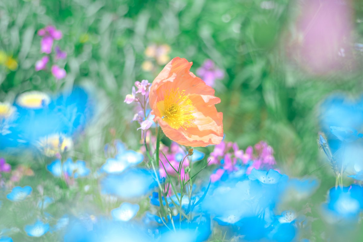 花に恋して。