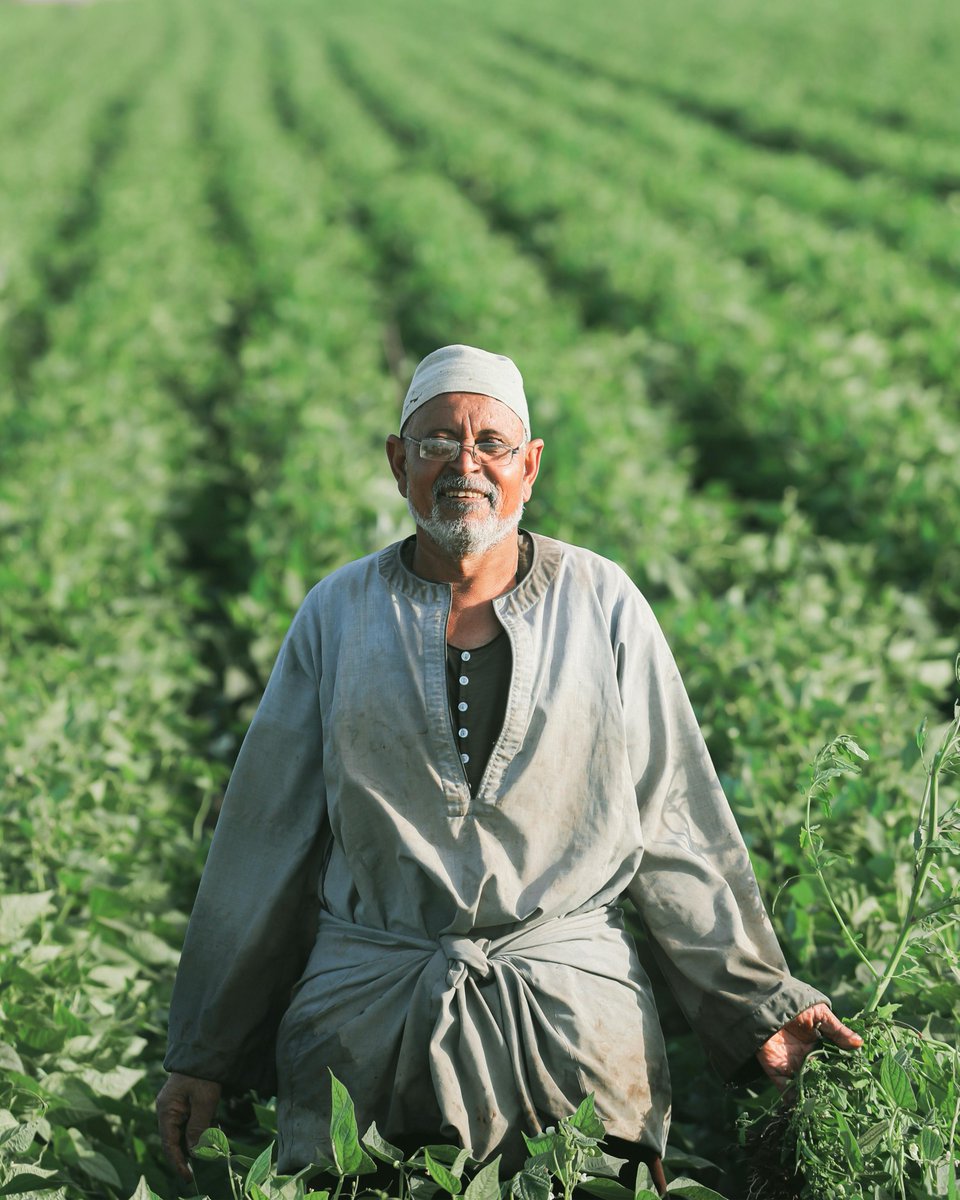 🌾 Supporting 30,000 farmers and boosting food security, the Eastern Sugar Company is making a big impact. Discover how this partnership is driving sustainable growth. #SustainableGrowth #EgyptDevelopment #ICD