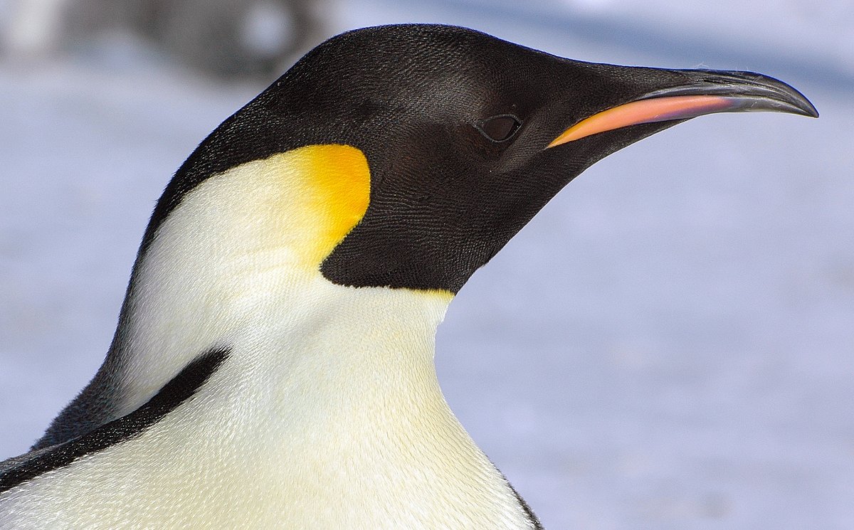 Emperor penguins can hold their breath underwater for up to 27 minutes and go to a depth of 500 meters. At a depth of 500 meters, the water pressure is so high that without strong bones, the pressure difference between the water and the air inside causes damage to the body.