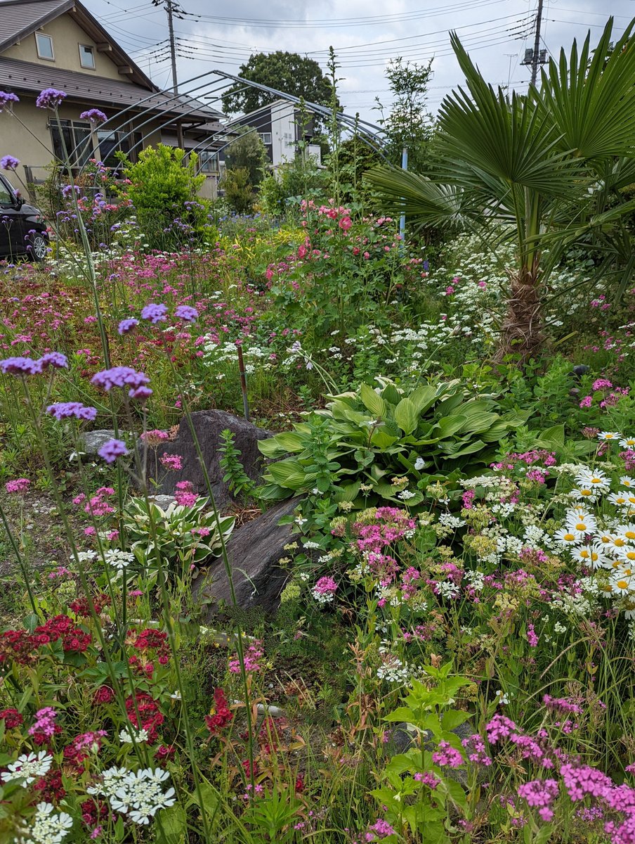 我が家のほったらかし庭🌹