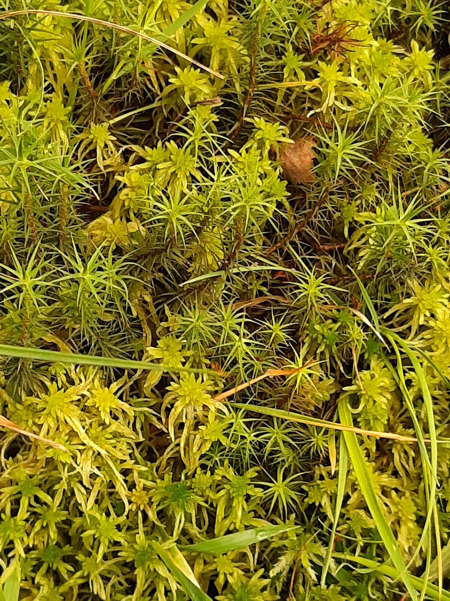 An interesting walk on Sat 25th with Friends of Ilkley Moor to see the great work they are doing to restore  peatland on Ilkley Moor.  Now planting 25,000 plugs of spaghnum moss!  Photo: star and spaghnum moss.  
<a href="/IlkleyOf/">Friends of Ilkley Moor</a>
<a href="/ClimateIlkley/">Climate Action Ilkley</a>
<a href="/IlkleyChat/">Ilkley Chat</a>
<a href="/IlkleyGazette/">Ilkley Gazette</a> 
<a href="/bradfordmdc/">Bradford Council</a>