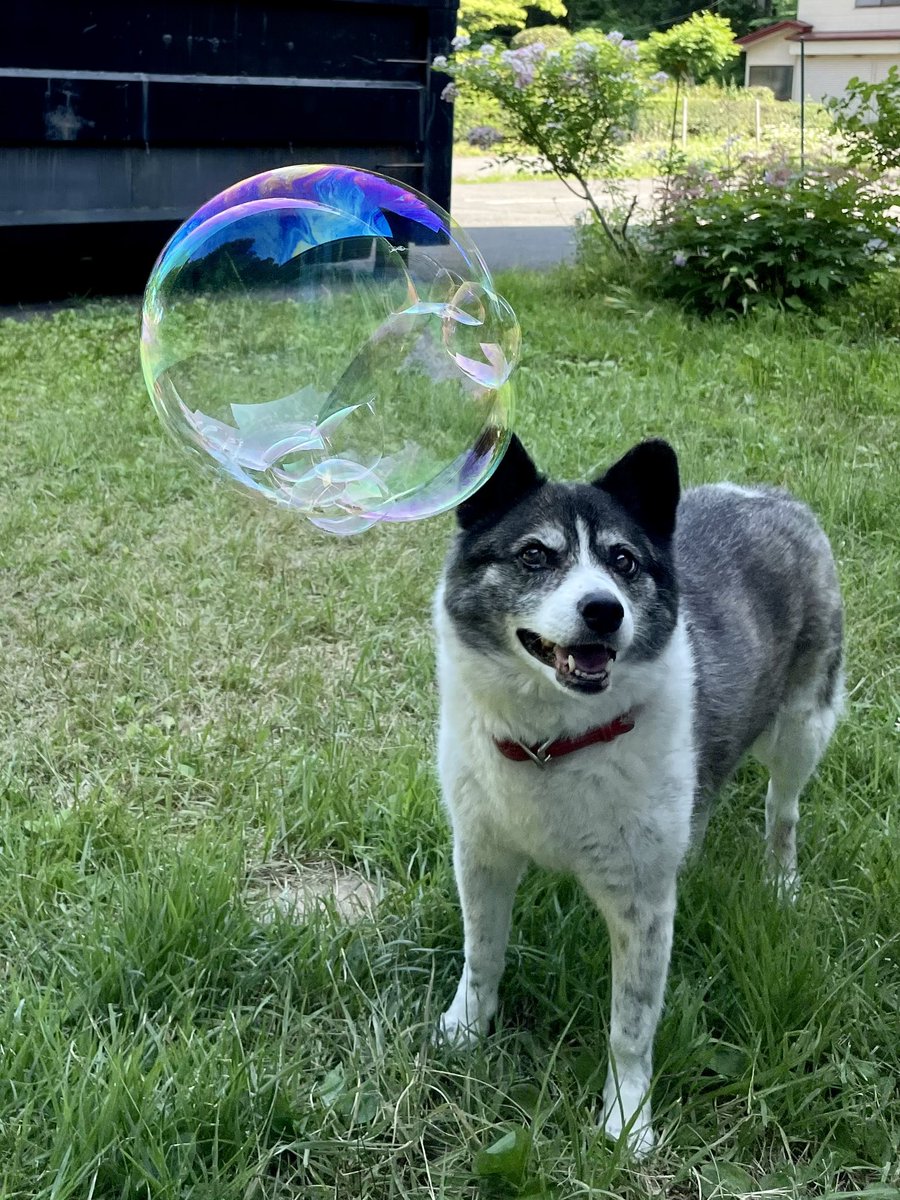 コマツソウイチ tweet media