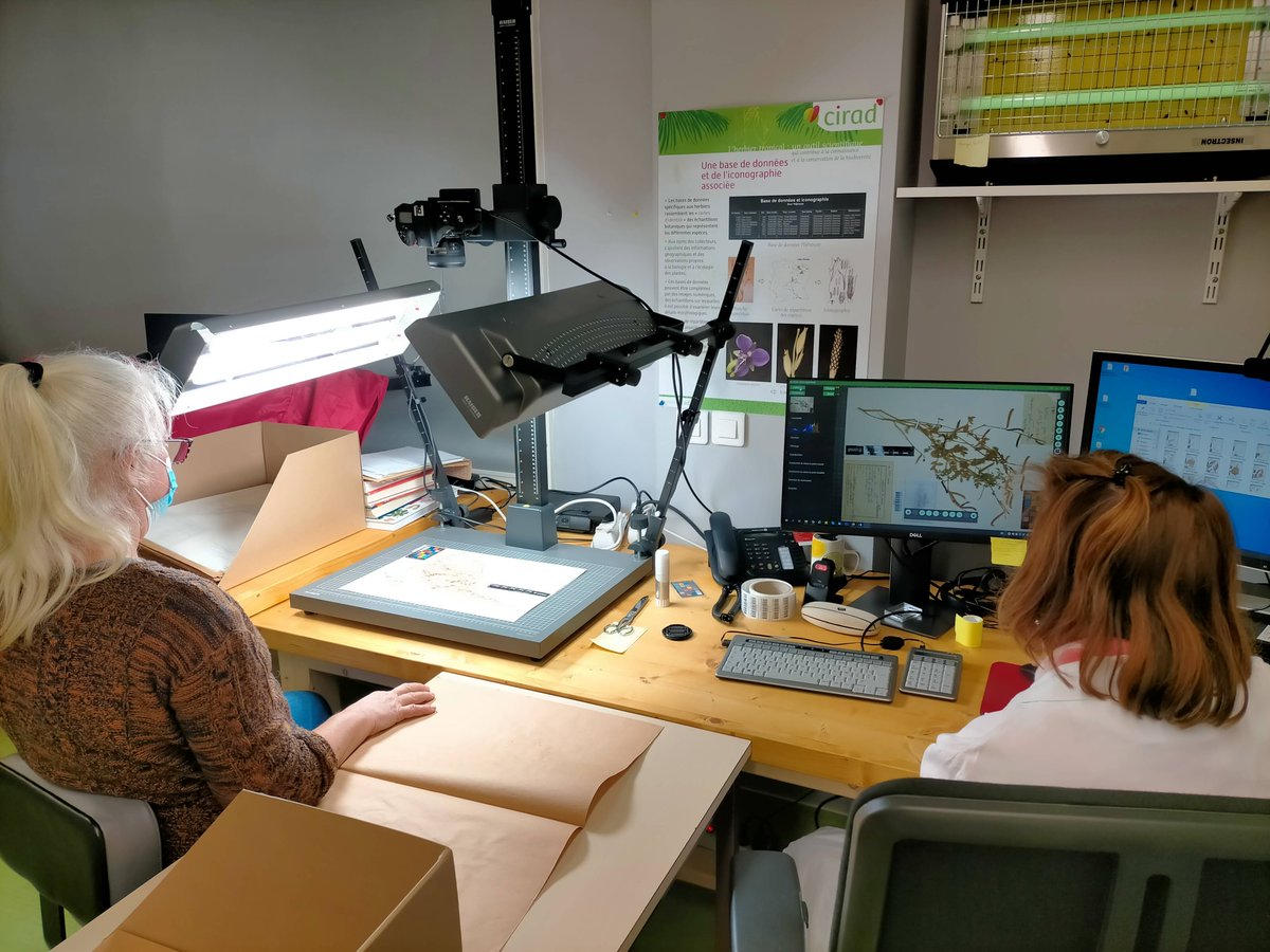 #Cirad40 | A l’occasion des 40 ans du #Cirad, plongez dans l’histoire de son herbier… 🌿
Issu de l’ancien herbier de l’IEMVT, il renferme près de 70 000 spécimens, dont 60 types, qui représentent près de 5 500 espèces.

Pour en savoir plus 👉lc.cx/xLCMUz