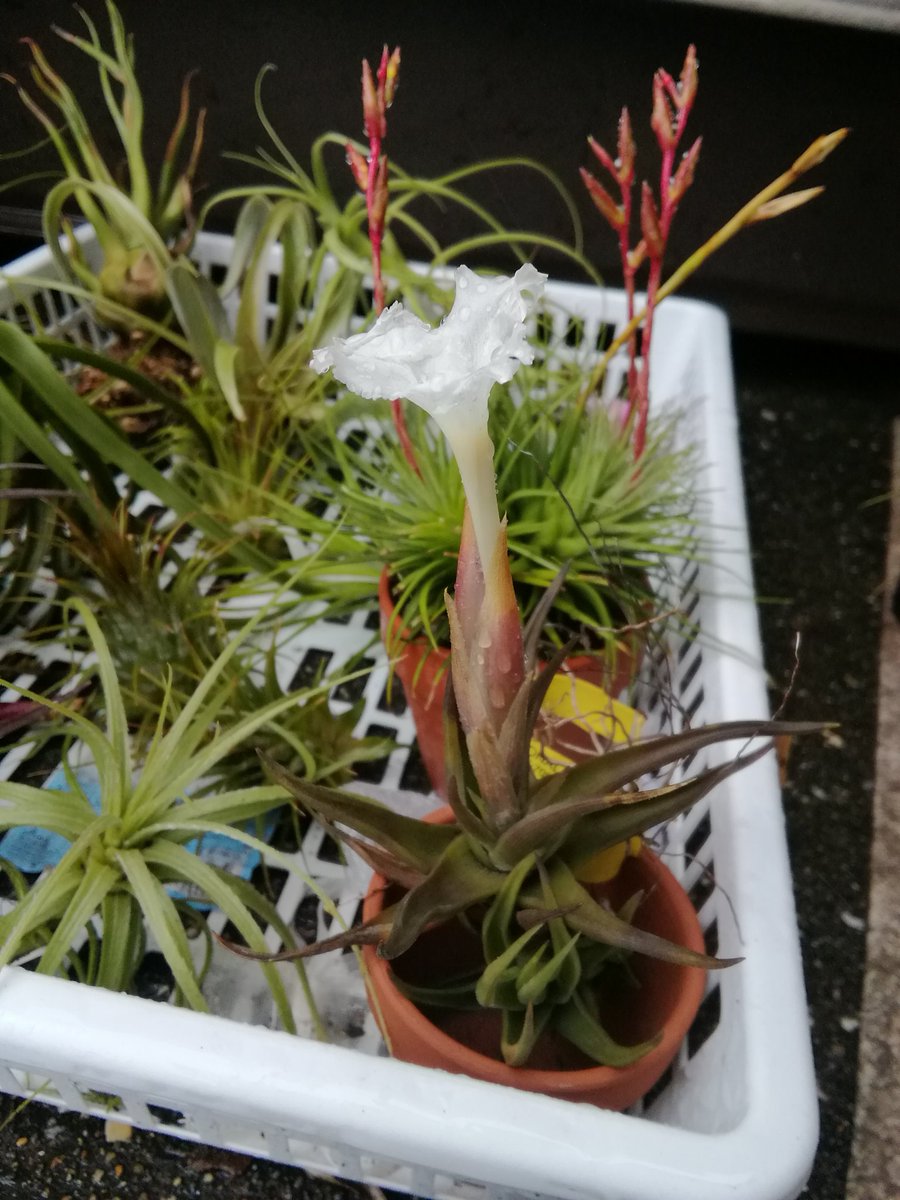 咲きました😍...雨の中...