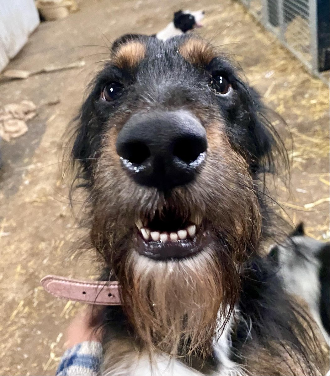 Yes COCO you can have a cuddle for being so super cute 😍 hasn't he got the best little beard 😍 He's a sheepadoodle (collie cross poodle!)