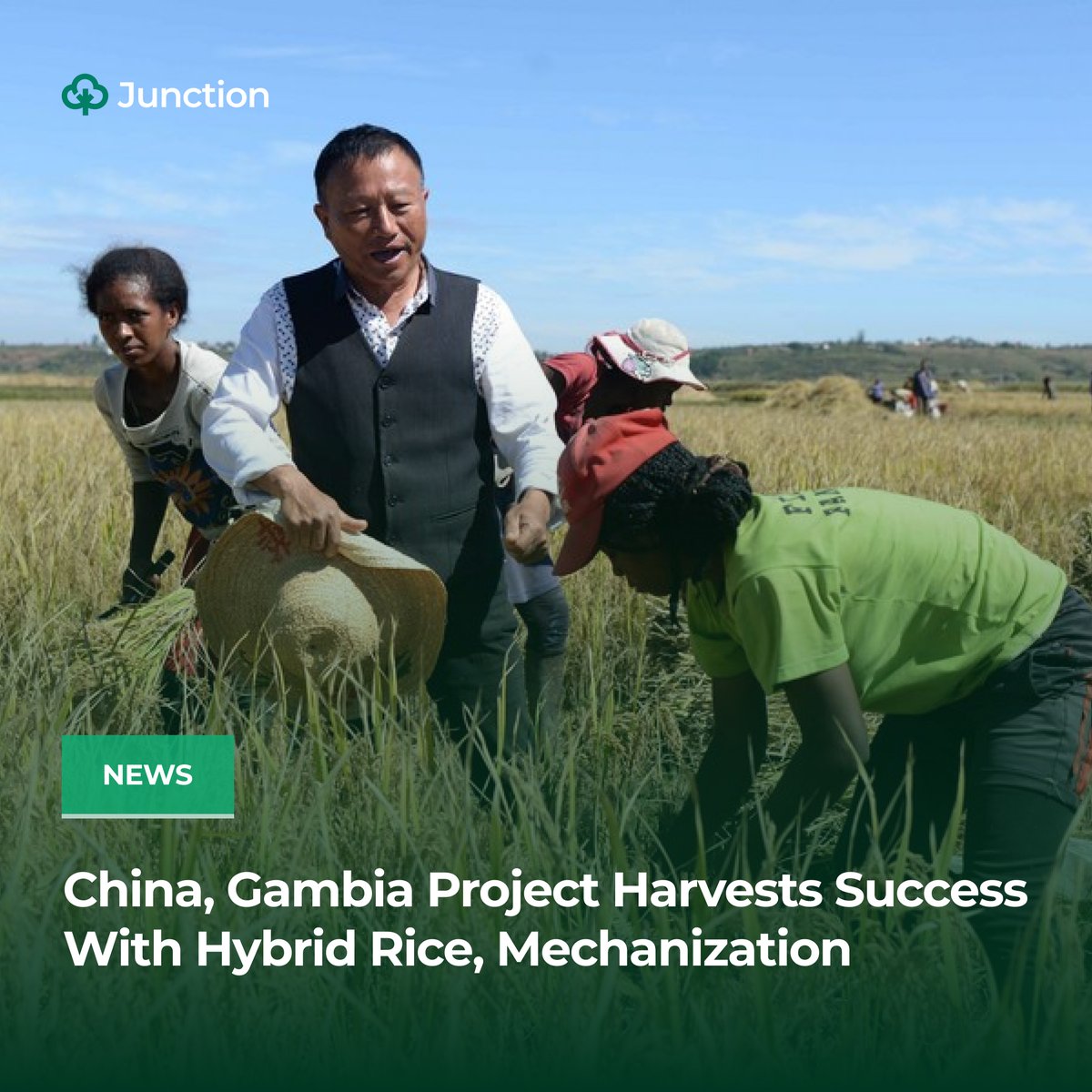 A China-Gambia agricultural project is demonstrating success in boosting Gambian rice production through high-yielding hybrid rice varieties and mechanized farming techniques.

Read: thejunction.ng/china-gambia-p…

Follow this page for more stories like this.