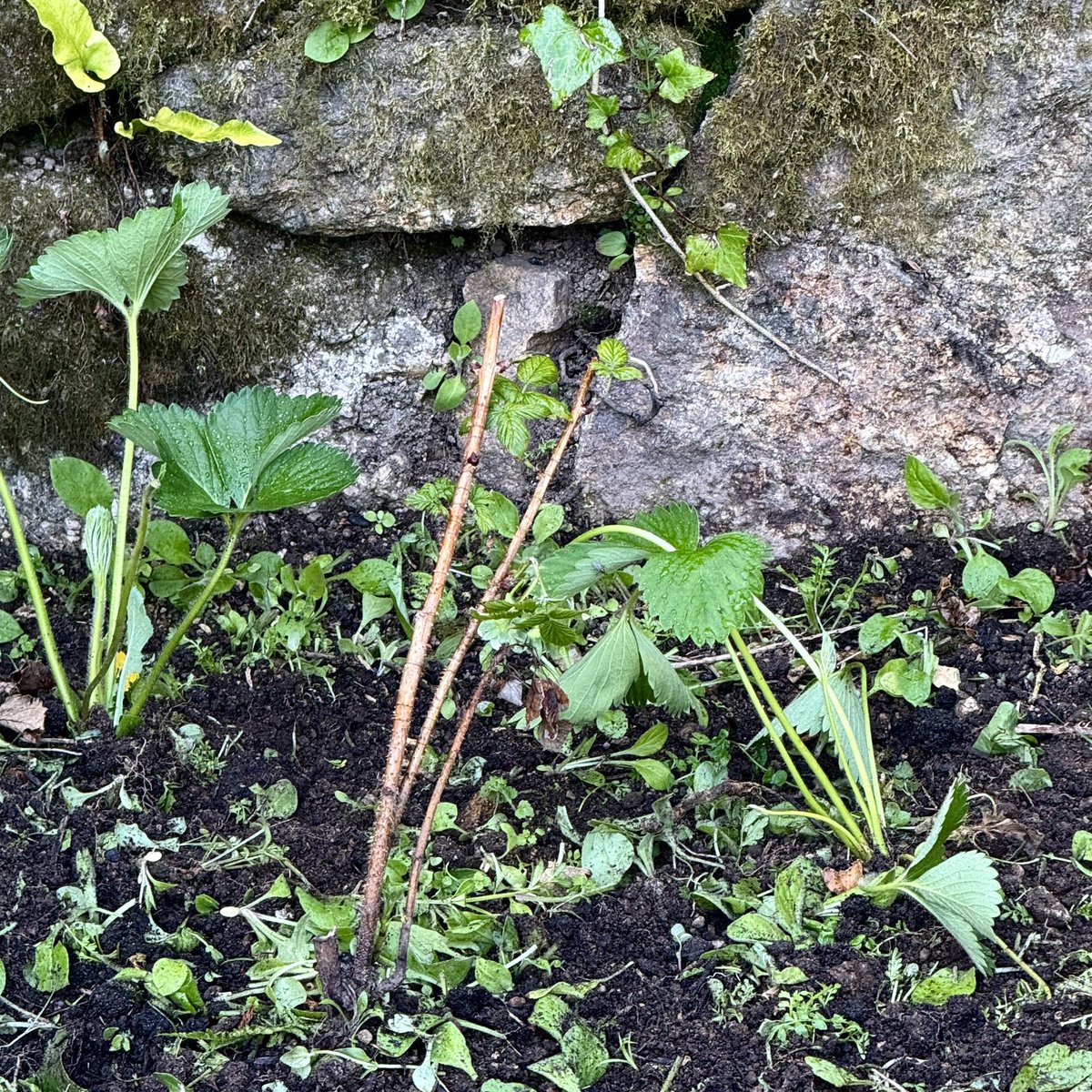 sarahmcquaid's tweet image. -&amp;gt; to see that #blueberries &amp;amp; #strawberries have survived, as have at least 2 of the 4 #raspberrycanes kindly sent to me by the wonderful @KenHunt01 — hoping the other 2 will make a comeback now that they have room to breathe. Hoping to get a bit more done before we head back -&amp;gt;