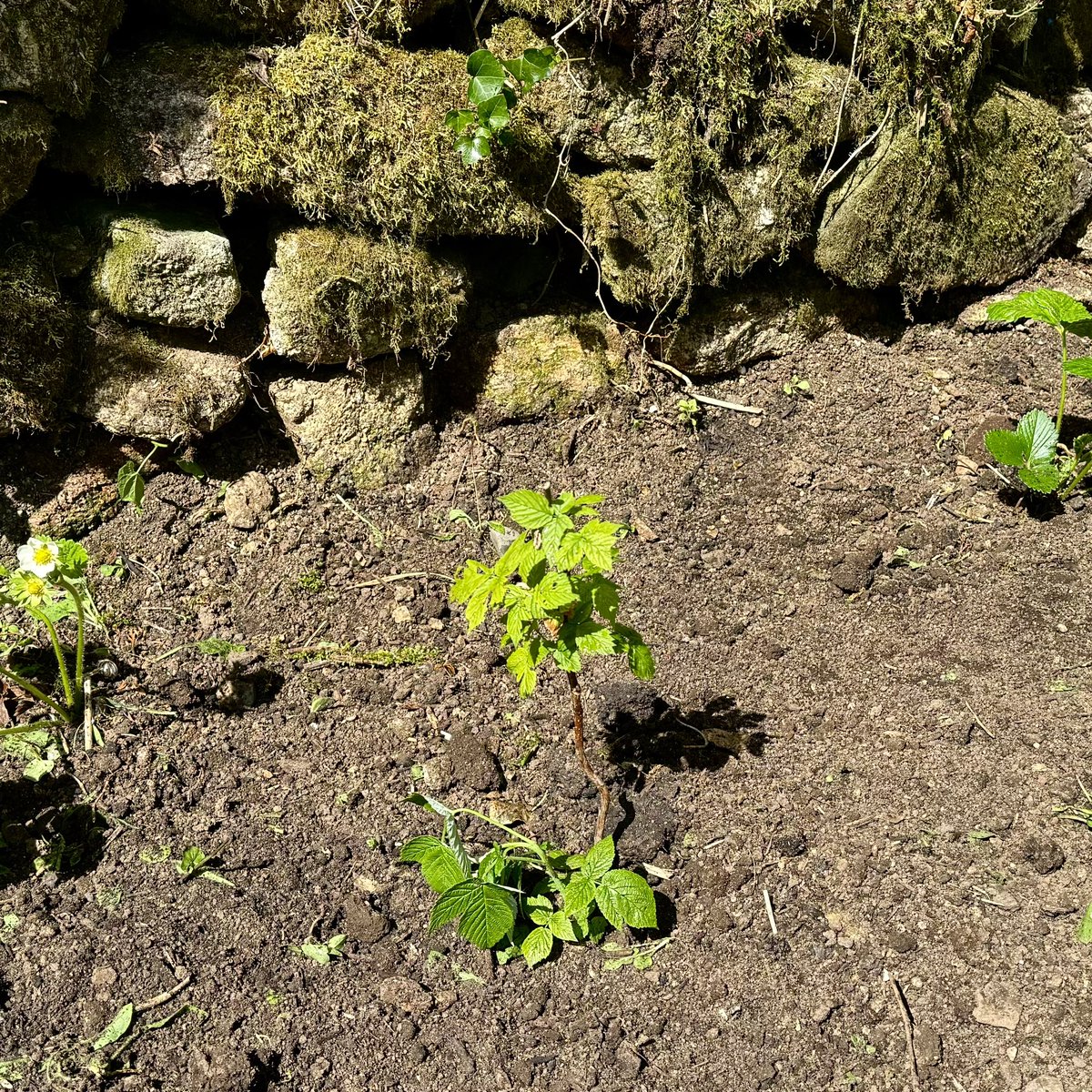 sarahmcquaid's tweet image. -&amp;gt; to see that #blueberries &amp;amp; #strawberries have survived, as have at least 2 of the 4 #raspberrycanes kindly sent to me by the wonderful @KenHunt01 — hoping the other 2 will make a comeback now that they have room to breathe. Hoping to get a bit more done before we head back -&amp;gt;