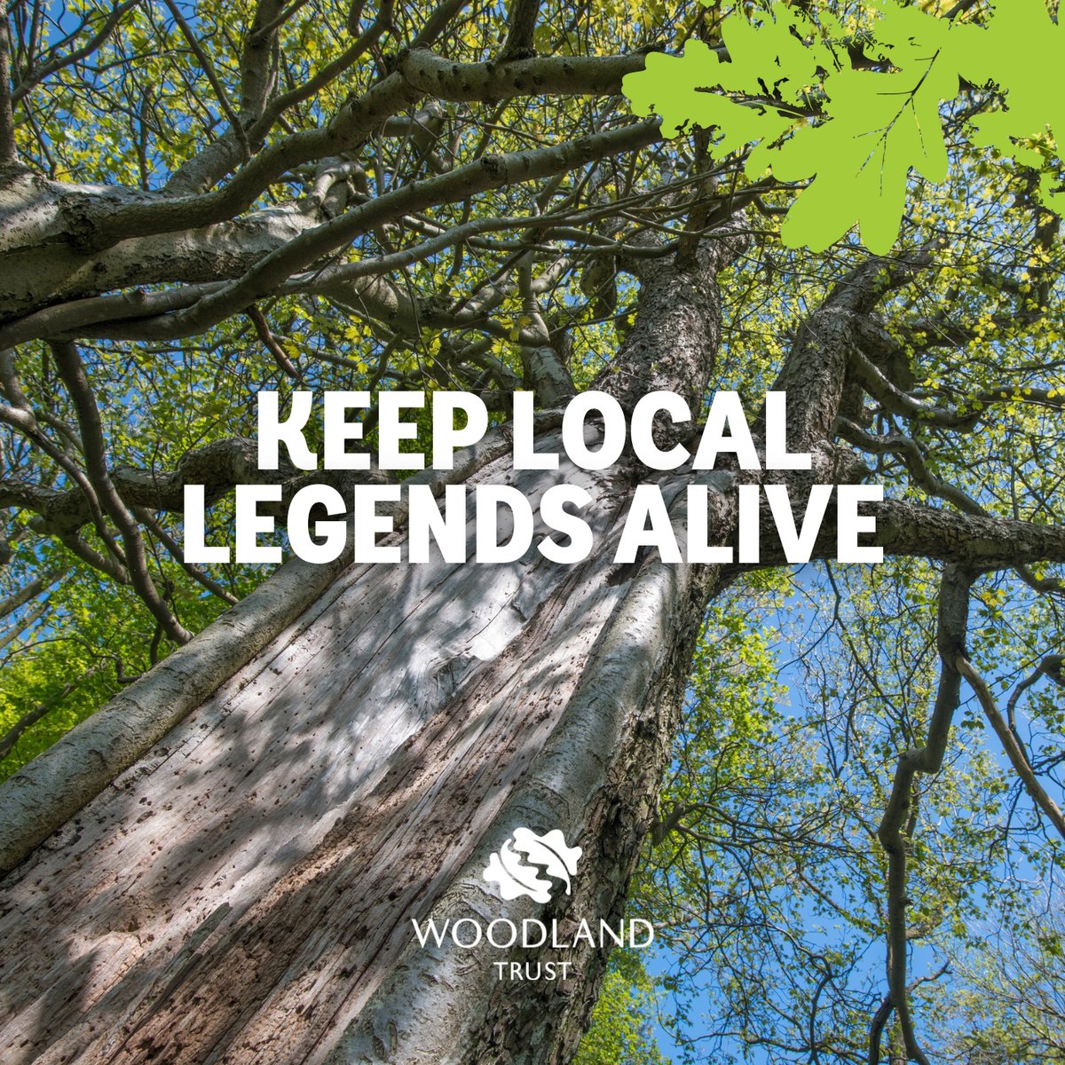 🌳 Most of our oldest trees are not legally protected. We're urging governments across the UK to change that. 💚 Sign the petition and help protect our #LivingLegends. 👉 bit.ly/3Ov9uSR