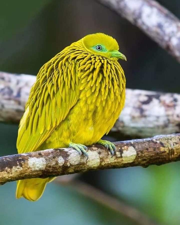 Originaire des Îles Fidji, Ptilinopus luteovirens aime le jaune....

Photo : Dubi shapiro