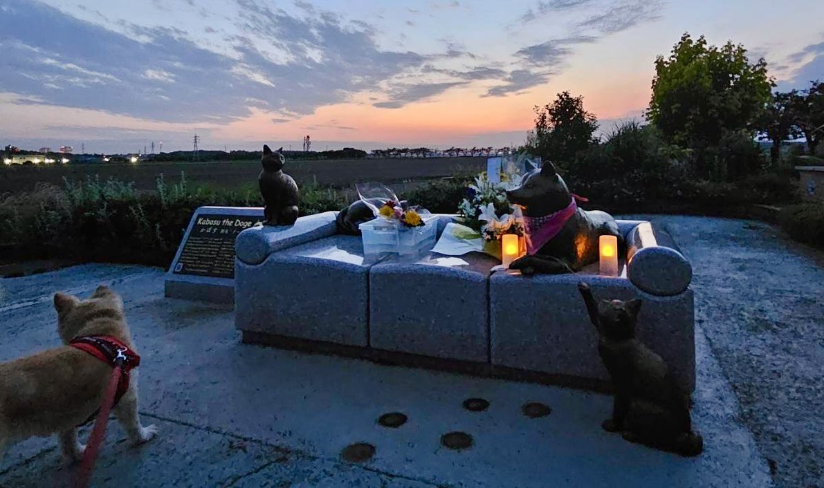 かぼすママ tweet media