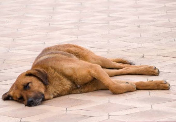 Köpeklerin uyutulmasına neden bu kadar karsı cıkıyolar anlamıyorum ne güzel uyuyo iste https://t.co/