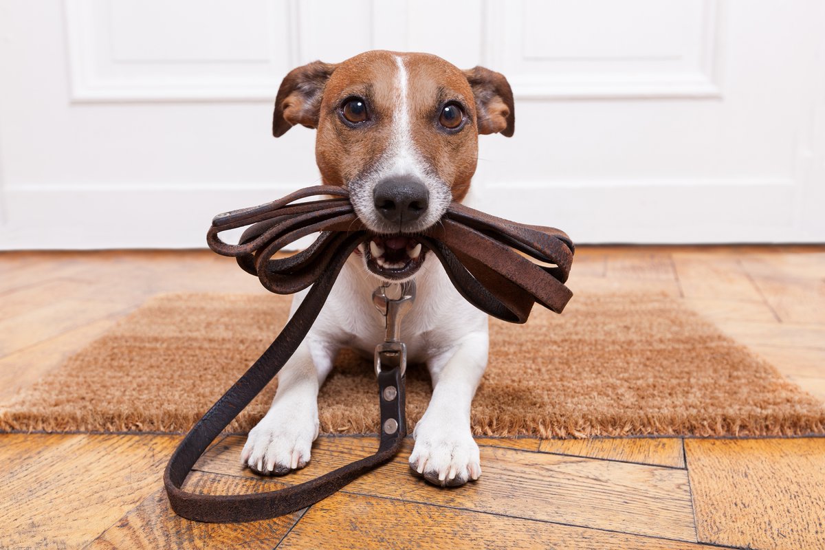 BuenaVistaDog's tweet image. Leash manners are important for both the safety of your dog and those around them. Our trainers can help your pup learn to walk on a leash without pulling or tugging. #LeashManners #WalksWithoutPulling