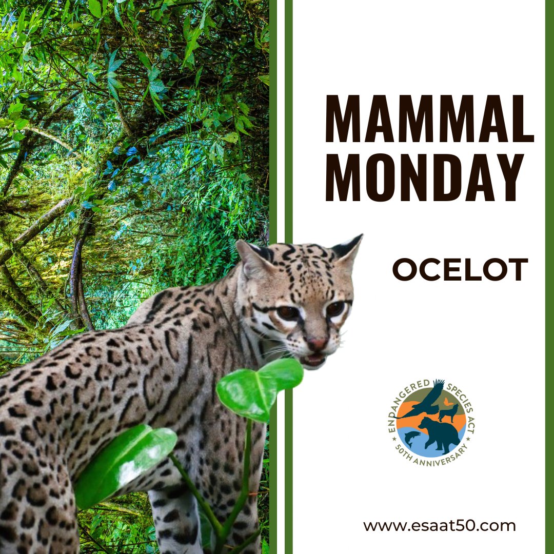 ESA at 50 tweet media