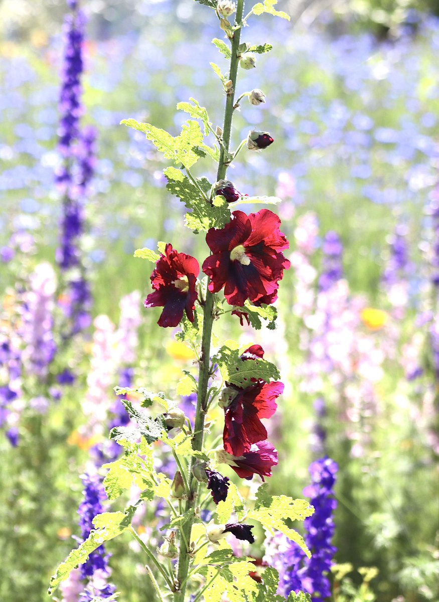 Happy Monday. 
Hollyhocks at the wildflower lot yesterday 

#MagentaMonday #CanonPhoto #FlowersOfTwitter #ThePhotoHour @DavidMariposa1 @Steveontour1 @Solitariaistda