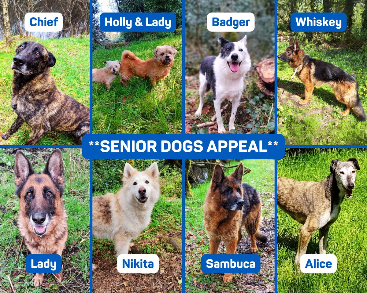 We have lots of older dogs who are looking for homes. Many of these older dogs have gone their whole lives having never experienced a family’s love or a true home. Despite this, these dogs have nothing but love to give. 🐾 Contact us to meet these senior pups! ☎️: 087 995 0458