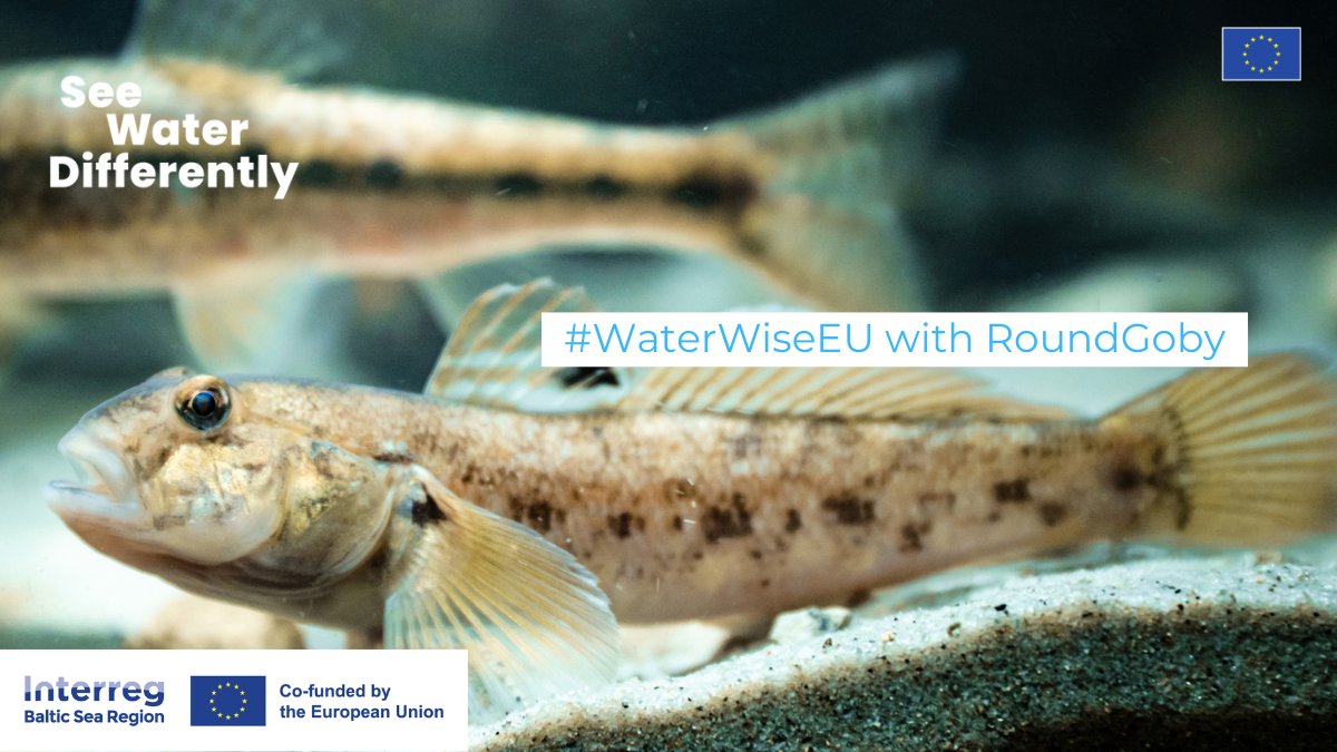 🌊 Accept the challenge with us! From May 29th, we're diving into the #WaterWiseEU campaign, showcasing solutions to Europe's water challenges. Our projects like RoundGoby are leading the way in tackling invasive species Join us as we work towards a #WaterWiseEU together!💧