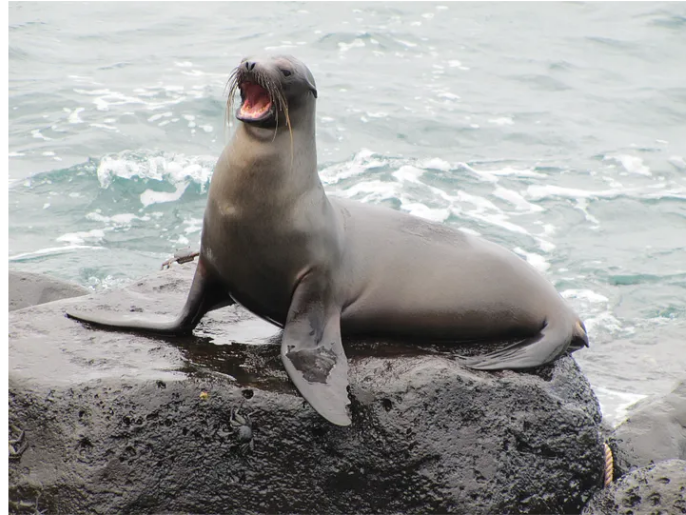 jonathanstea's tweet image. Welcome to Advanced Trolling: 
Sealioning Death by a million bad-faith questions.

The objective of this brief course is to teach you advanced rhetorical skills in Troll-ology. We will specifically be focused on how to master the art of sealioning, which is a relatively newly…