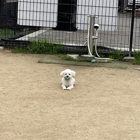 ドッグランで　ボールを確保する 結華 ＃犬　＃トイプー