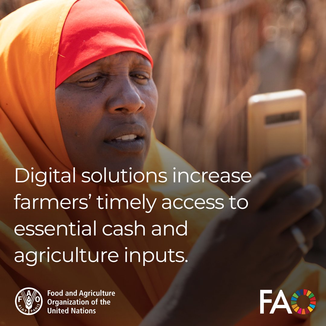 A growing number of @FAO’s cash and voucher programmes are digital. Electronic vouchers and mobile money, including through FAO’s IDEA platform, increase farmers’ timely access to essential cash and agriculture inputs. Learn more 👉 bit.ly/3UPlHnU #FoodSecurity