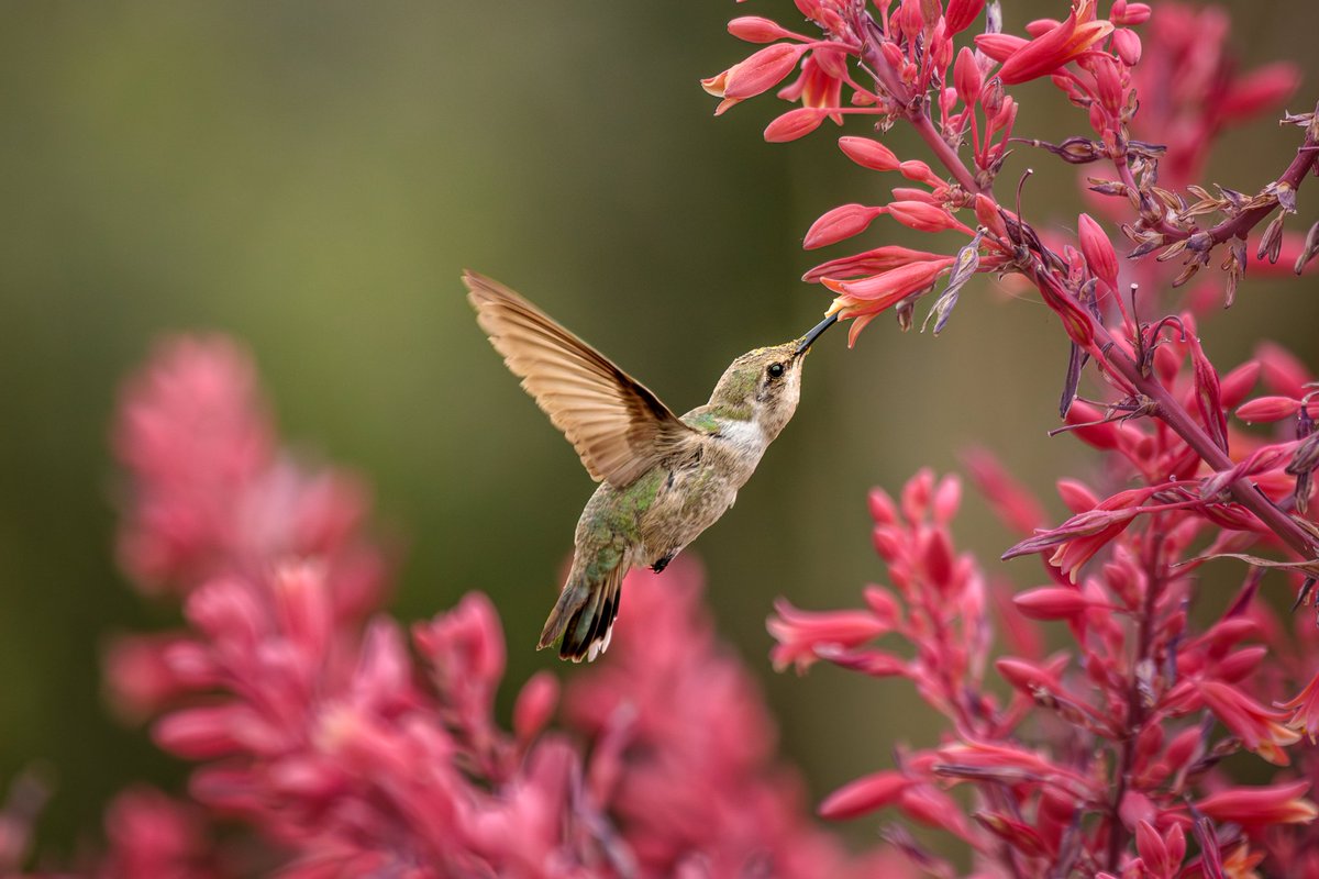 Hummingbird feeding on Red Yucca blossoms. Photographed with a Canon 5D Mark IV & 100-400mm f/4.5-5.6L lens +1.4x III extender. #hummingbird #birdwatching #birdphotography #wildlife #nature #azwildlife #teamcanon #canonusa