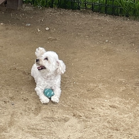 けっけっけ　取れるもんなら 取ってみろってんだ ＃犬　＃トイプー