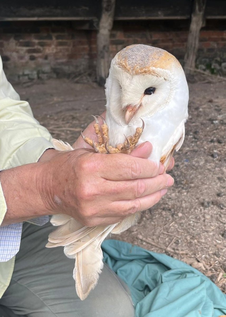 Nice to find Barney today <a href="/jfowlerandsons/">Jonathan Fowler</a> just south of <a href="/RSPBFrampton/">RSPB Frampton Marsh 🌍</a> .  Absolutely smashed the <a href="/_BTO/">BTO</a> ringing longevity record. He was ringed as a chick on 13th June 2007, so is nearly 17 years old. He's outlived at least four wives, and he and current one have 4 eggs.