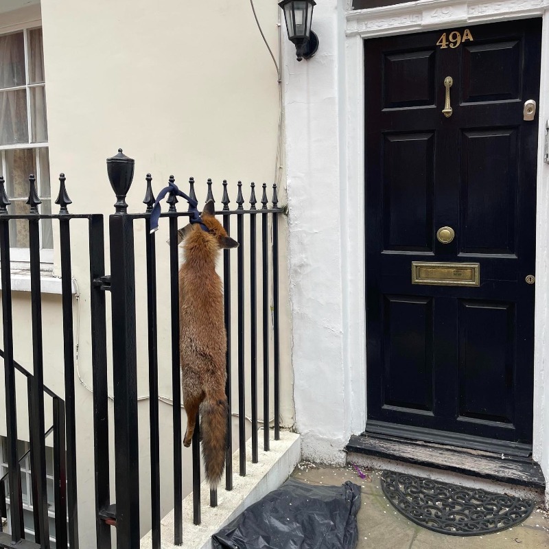 Sickening image of a fox hung outside a house in London a couple of months ago - these animals are unfairly vilified and it's time this changed.

Foxes are intelligent wonderful creatures that deserve respect.