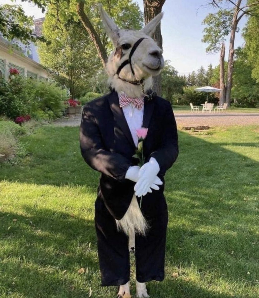DudespostingWs's tweet image. This guy who dressed up their llama as their groomsman in his wedding