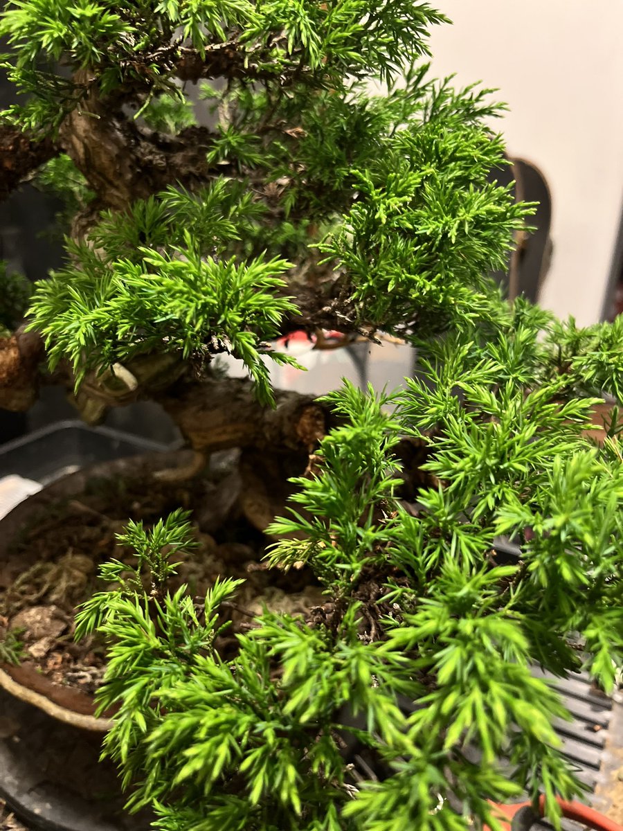 夜な夜な剪定🌙
改めて糸魚川真柏は緑が綺麗で芽吹きが激しいと実感しながらハサミ入れてました✂︎

#bonsai #盆栽 #真柏