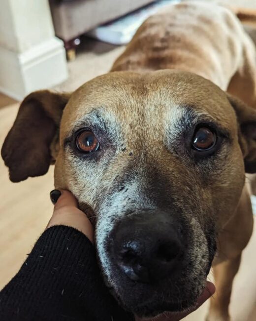 AdoptionsUk's tweet photo. Please retweet to help Matilda find a home #YORKSHIRE #UK 
Aged about 8, 'Sweet Matilda is the kindest soul, who may never have known love before'...
She has some arthritis and will not need a lot of exercise. Matilda will need to be the only pet.
Could you offer this poor girl her first ever loving home? 
Please share  🏡❤️🐶

DETAILS or APPLY👇
https://t.co/BMy6Xl95KQ
#dogs #Leeds #Sheffield #Bradford  #adopt #adoptdontshop #Rescuedogs #BankHoliday #pets #animals