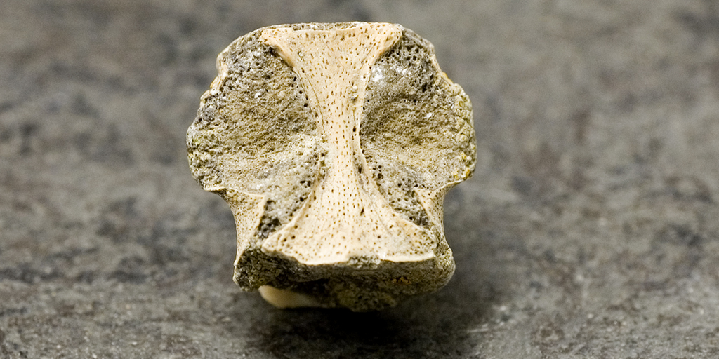 This fossil was discovered in Alberta. Can you identify the animal this vertebra belonged to? #RTMPFossilChallenge