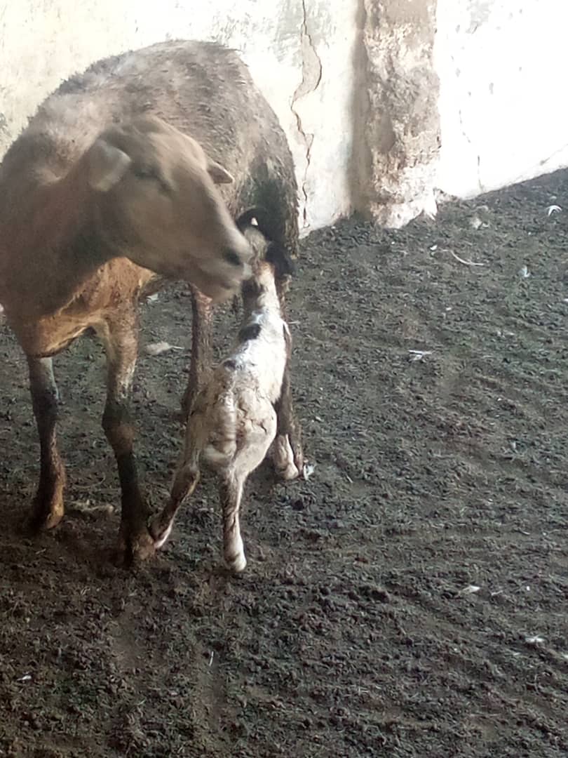 El CFSTUNAPUY INCES SUCRE reporta el nacimiento de un Corderito para llevar el rebaño Ovino a 60 animales debidamente atendidos siguiendo el plan sanitario 2024, seguimos creciendo en cantidad y Calidad 🇻🇪🚜👏🏻🪄
#LasCallesSonDelPueblo
@Incesocialista