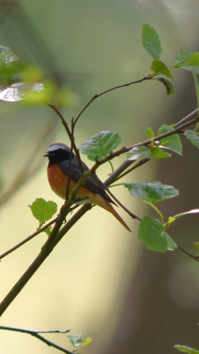 Redstart near Commondale this afternoon @teesbirds1 @nybirdnews @WhitbyNats