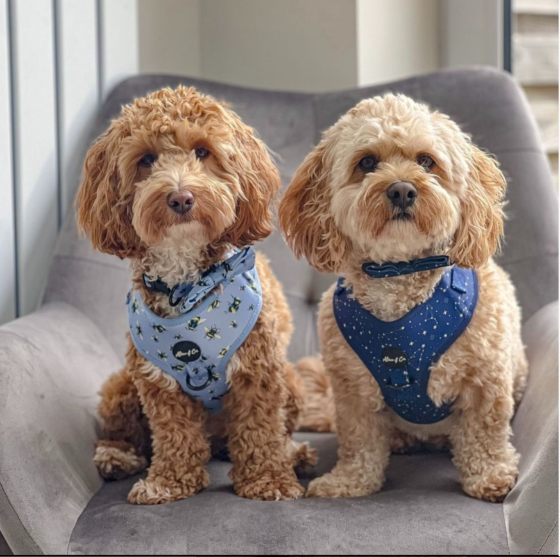 blackrockcentr's tweet image. Bowie and Beni look so handsome in their Alice &amp;amp; Co sets from @petstopIreland Blackrock💙 

These two are ready to strut the streets in style🐾
#stopatpetstop #petstop #lovepets #petstopblackrock