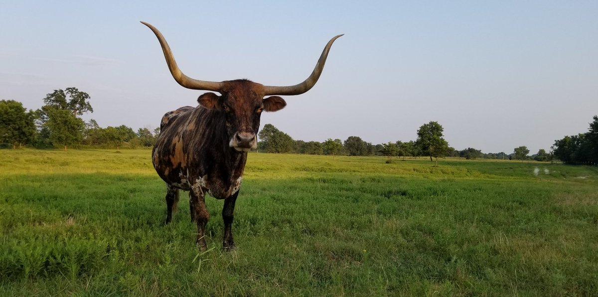 I've really missed doing #MillieMonday posts. On this day of remembrance I thought I'd share a photo of her from a couple years ago. She may not have been a military hero...but she was one of my heroes🧡🇺🇸
#ranchlife #texaslonghorns