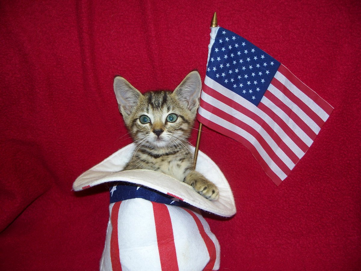 Happy Memorial Day from Cozy Cat Press! We are so proud of all of the many wonderful Americans who have served and died for our country! #cats #MemorialDay #honor #heroes