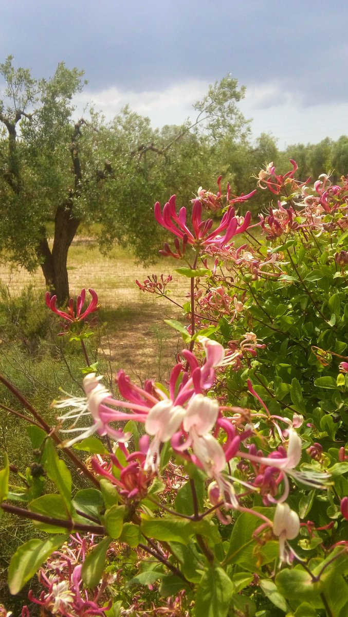 Colores de primavera #naturaleza #mayoflorido