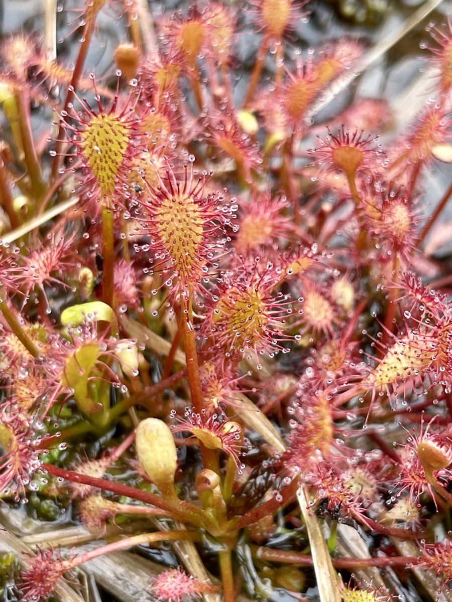 Oblong-leaved Sundew on the Goats Path, Sheep’s Head peninsula this morning. ⁦@BSBIbotany⁩
