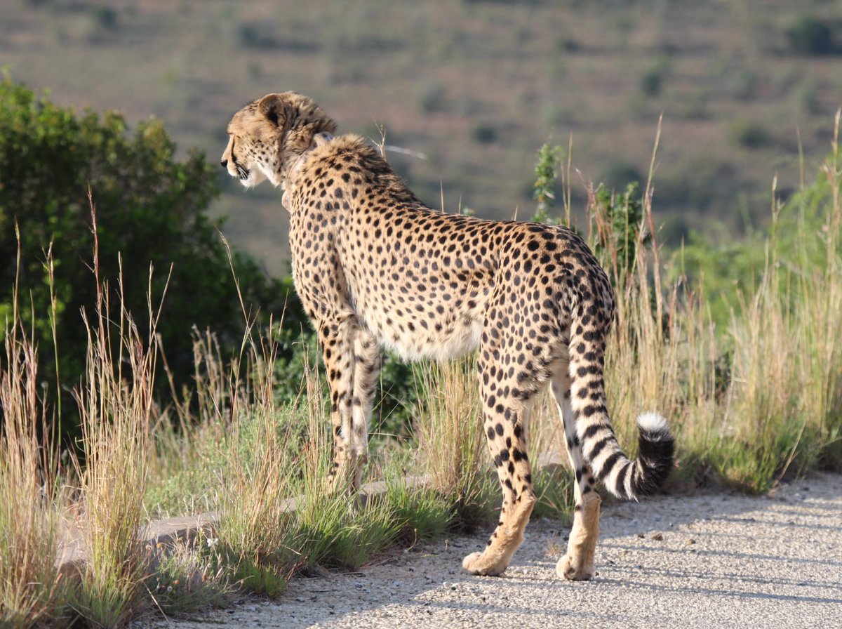 Mama CJ and her cubs in #MountainZebraNationalPark📷Lyn le Roux #LiveYourWild @SANParks