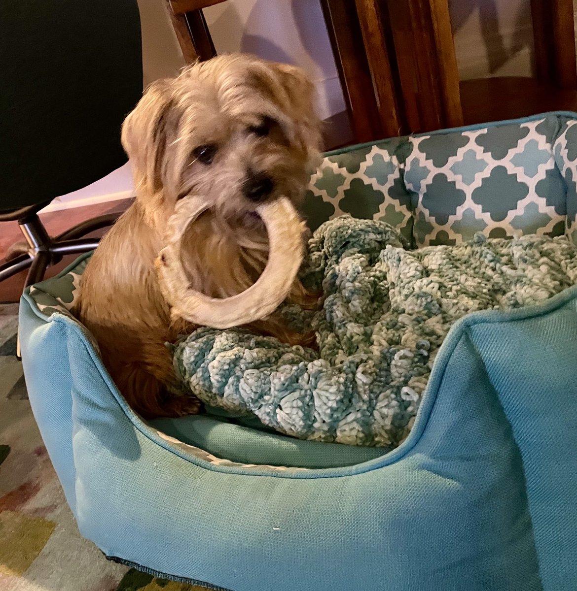 Dis is me, sitting in me favourite bed wif a chewie dat lasted a year (till Uncle Jack de Beagle got it!), wif a blankie Mom's fwen made for me! #ZSHQ #TheRuffRiderz #Terrierist